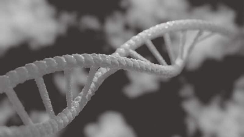 Dylematy moralne związane z GMO – Przyszłość naszej żywności w rękach genetyki