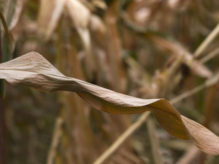 Rola regulacji prawnych w inżynierii genetycznej