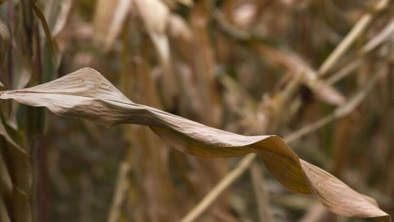 Rola regulacji prawnych w inżynierii genetycznej