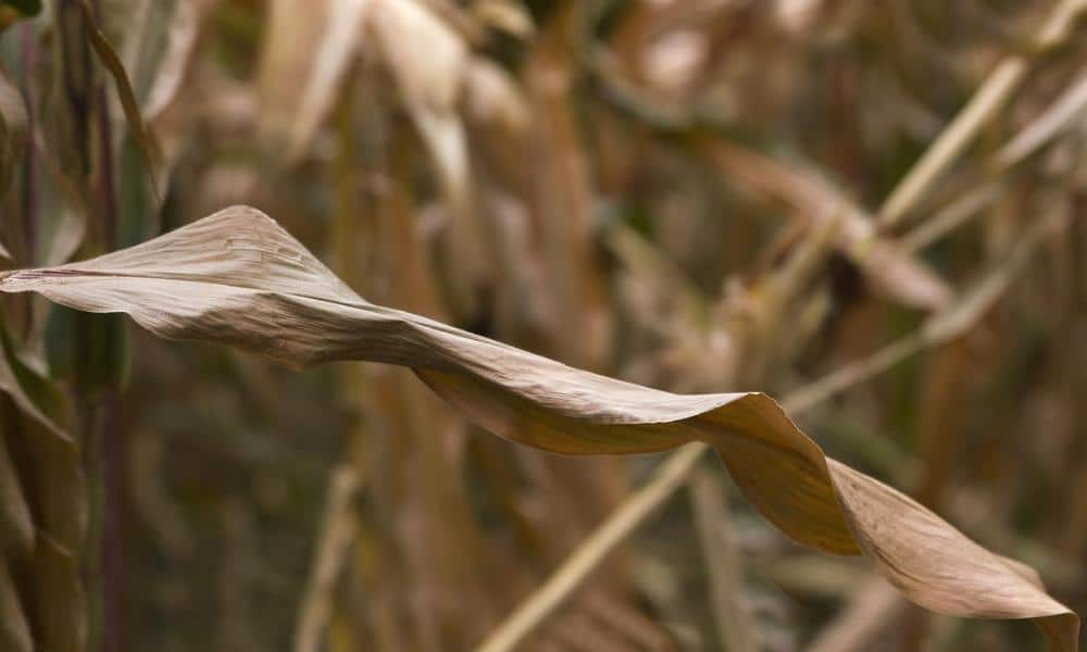 Rola regulacji prawnych w inżynierii genetycznej